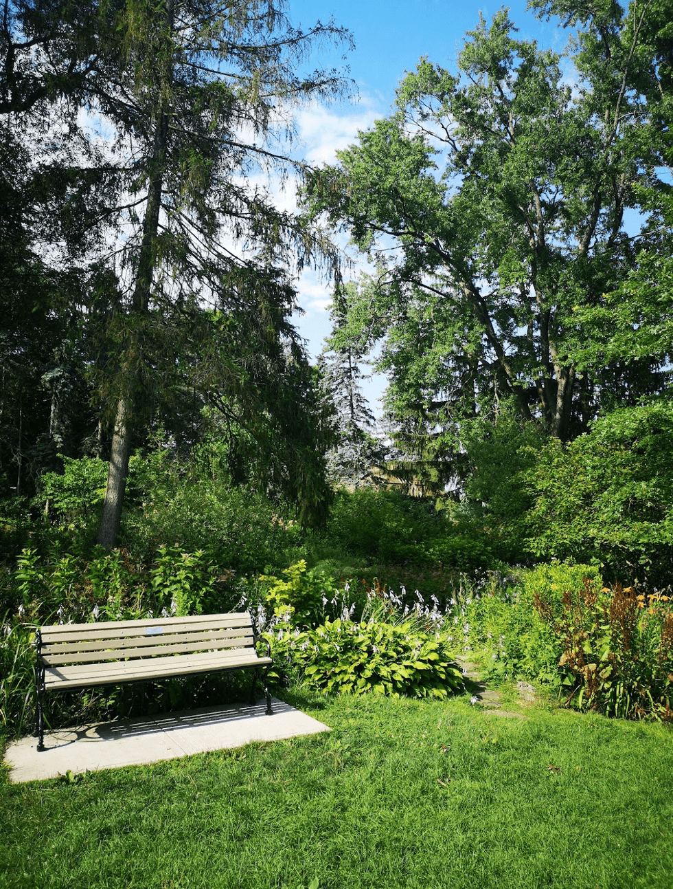 A park bench surrounded by lush greenery.