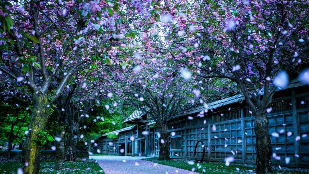A park with cherry blossom trees.