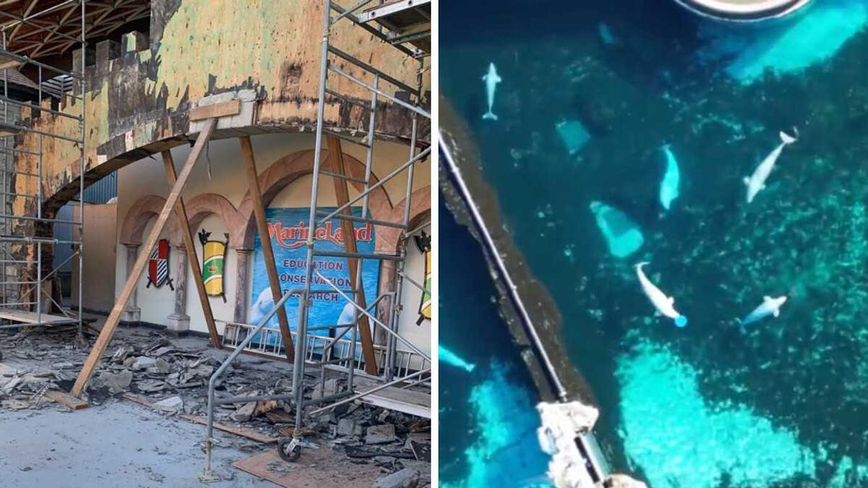 A partially-dismantled King Waldorf Stadium stage in Marineland. Right: The last beluga whales of Marineland.