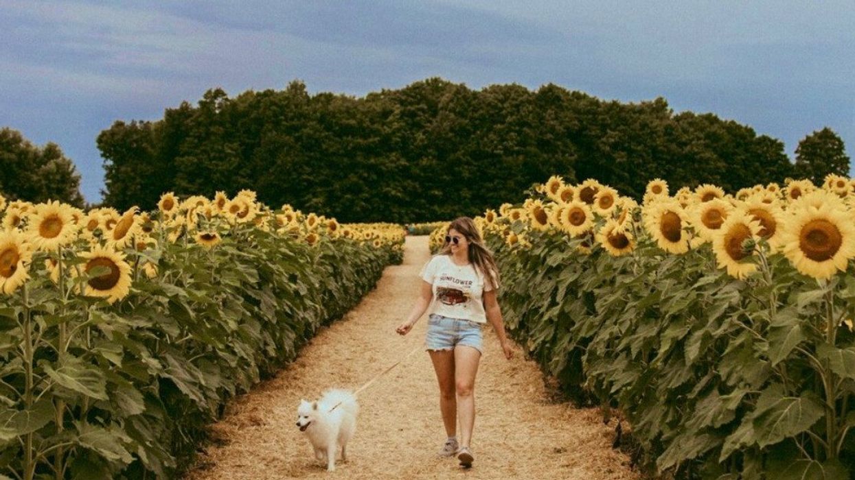 A person and a dog walking through a sunflower field.