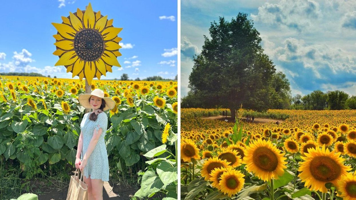 A person at a sunflower farm. Right: A tree in a sunflower field.