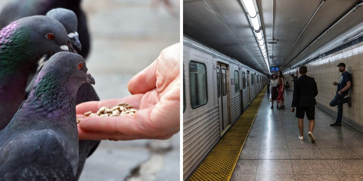 11 Toronto laws and bylaws you might be breaking and risking fines up to $100,000