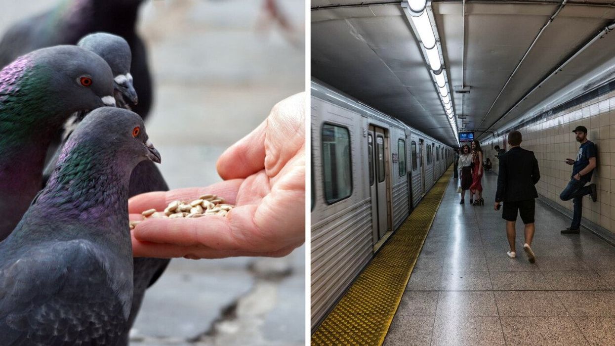 A person feeding pigeons from the palm of their hand. Right: People waiting for the TTC subway.