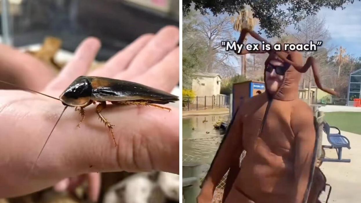A person holding a cockroach. Right: A person dressed as a roach.