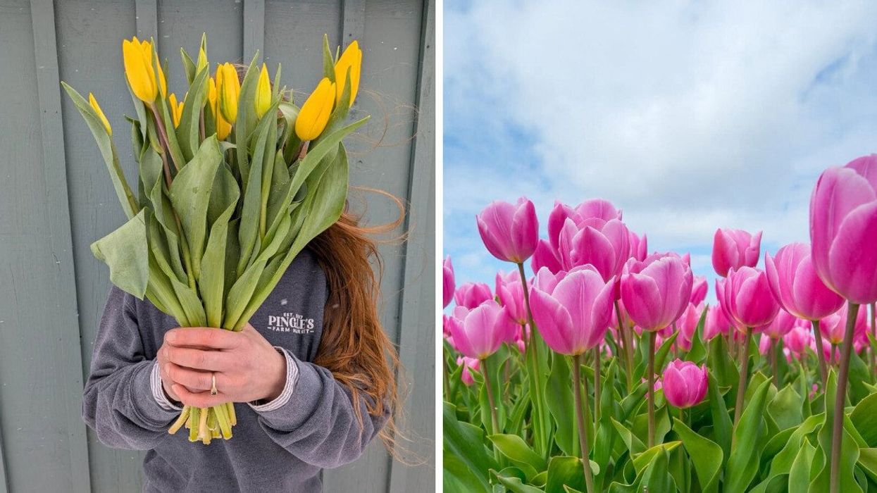A person holding a tulip bouquet. Right: A field of pink tulips.