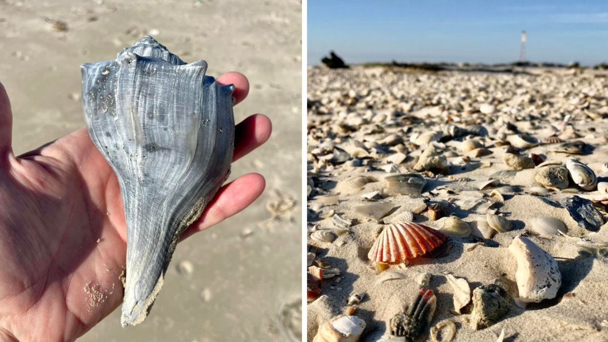A person holding a whelk shell. Right: Seashells on a Texas beach.