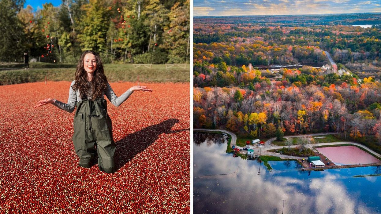A person in a cranberry bog. Right: An aerial shot of a cranberry marsh.