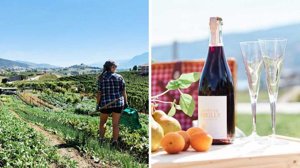 A person in plaid looks out over an orchard. Right: A bottle of La Petite Abeille cider on a table with two glasses.