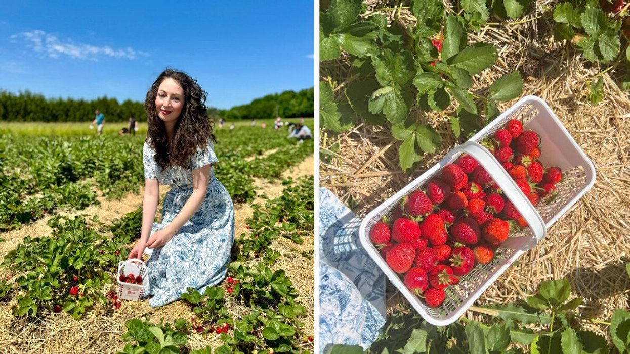 A person picking strawberries. Right: A basket of strawberries.