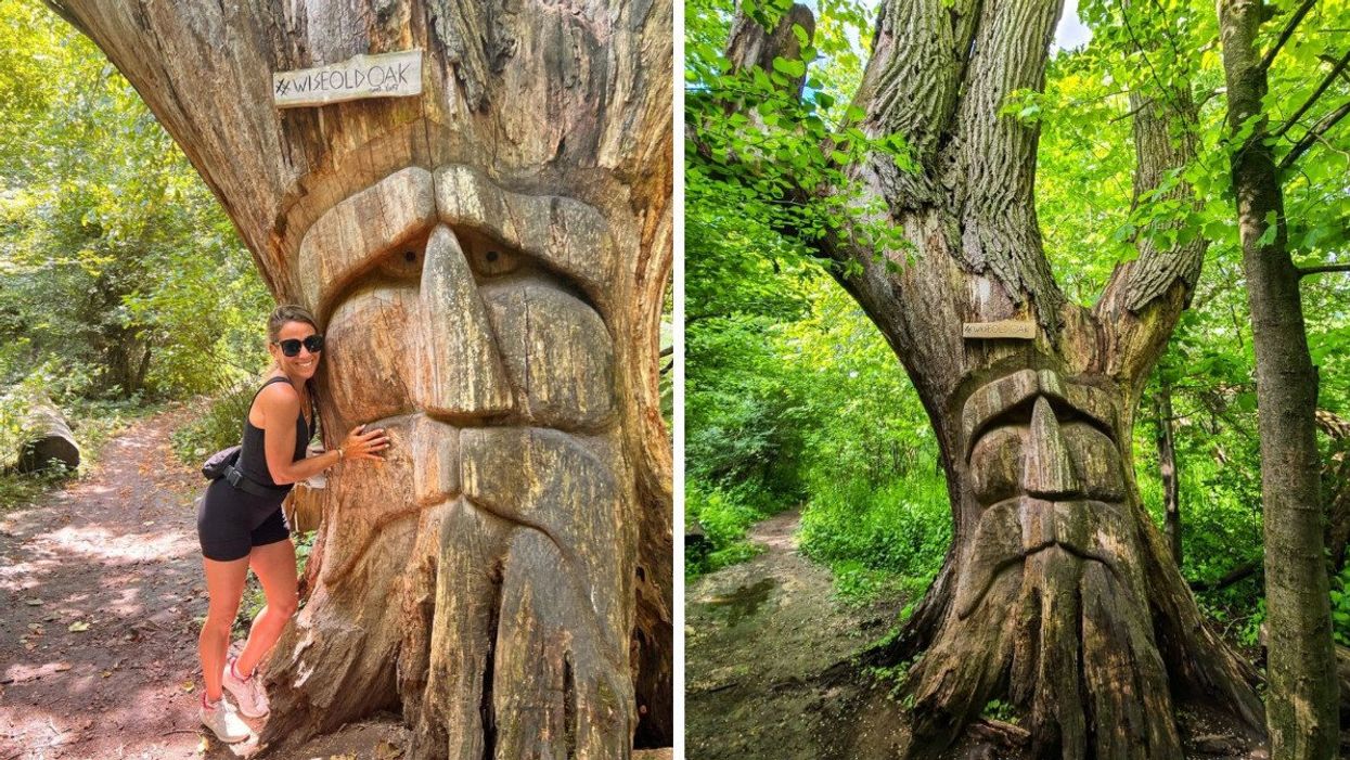 A person posing with the Wise Old Oak. Right: The tree on the hiking trail.