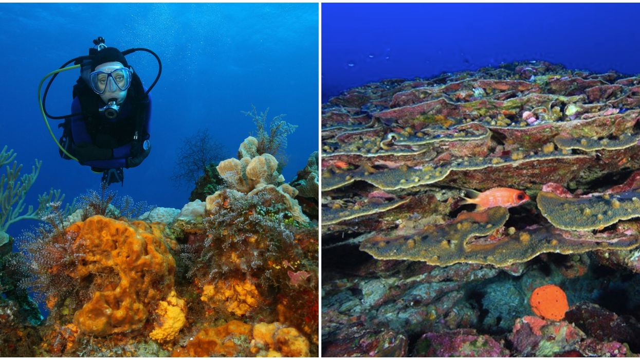 A person scuba diving at Flower Garden Banks. Right: The coral reef at Flower Garden Banks.