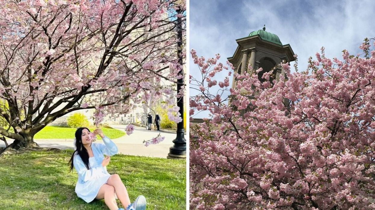 A person sitting beneath a cherry blossom tree. Right: A cherry blossom tree.