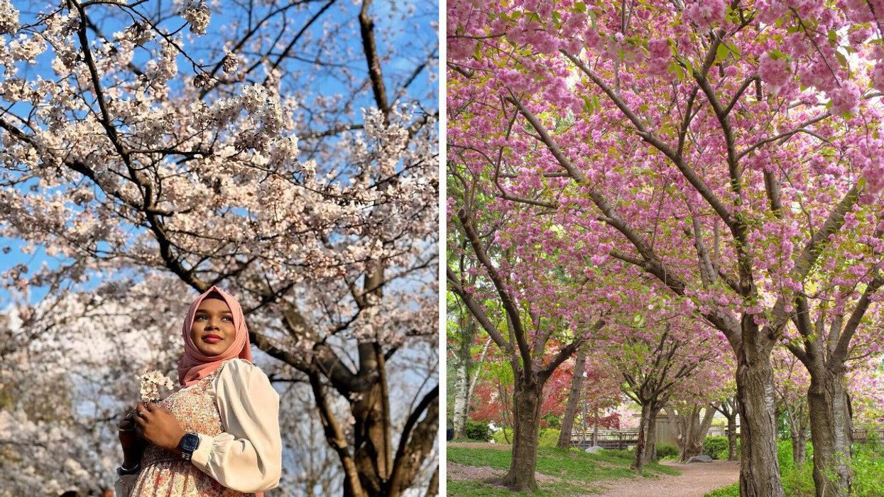 A person standing by a cherry blossom tree. Right: Cherry blossom trees along a path.