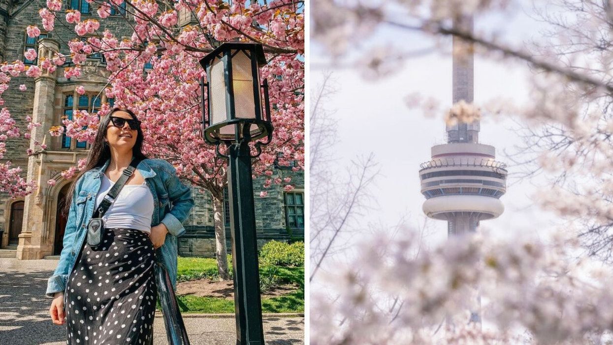A person standing by cherry blossoms. Right: Cherry blossoms by the CN Tower.