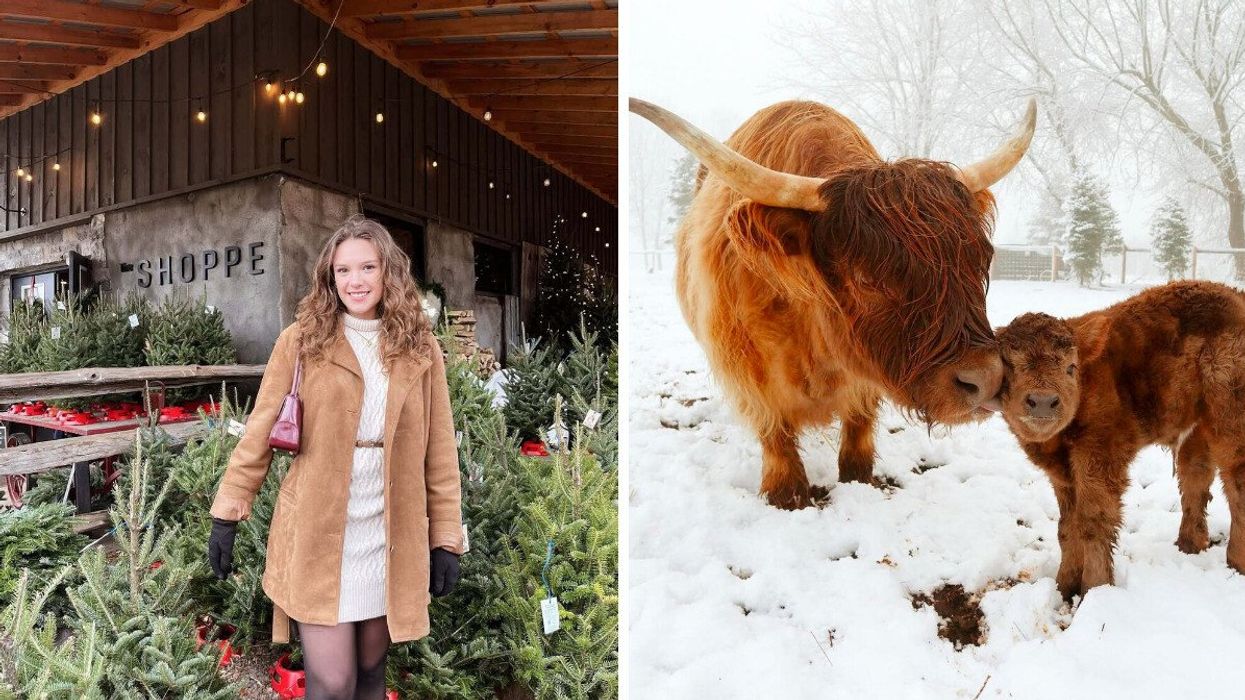 A person standing by Christmas trees. Right: Two highland cows.