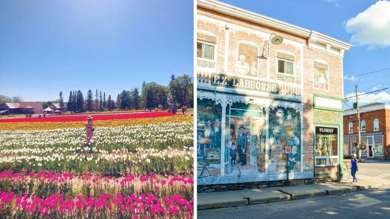 A person standing in a field of tulips. Right: A historic building with a mural.