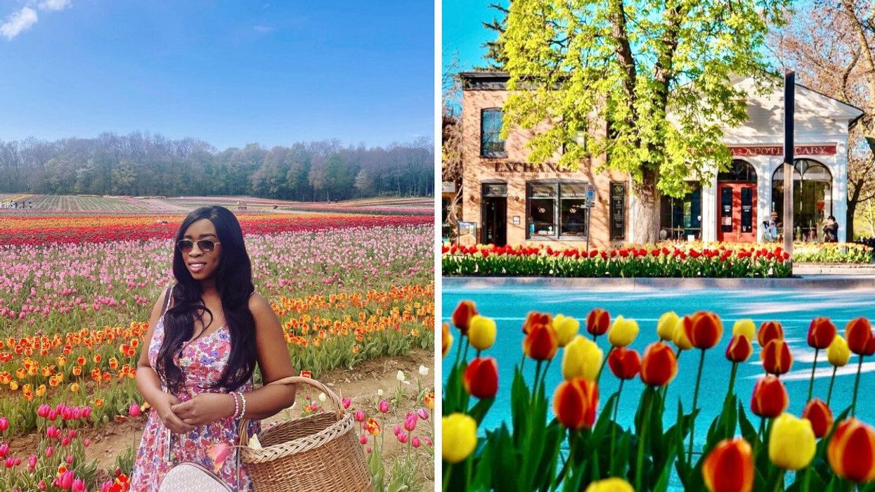 A person standing in a field of tulips. Right: Tulips along a street.