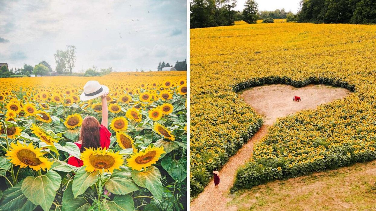 A person standing in a sunflower field. Right: A heart-shaped trail in a sunflower field.