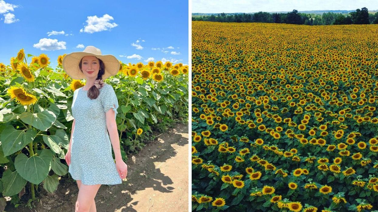 A person standing in a sunflower field. Right: A sunflower field.