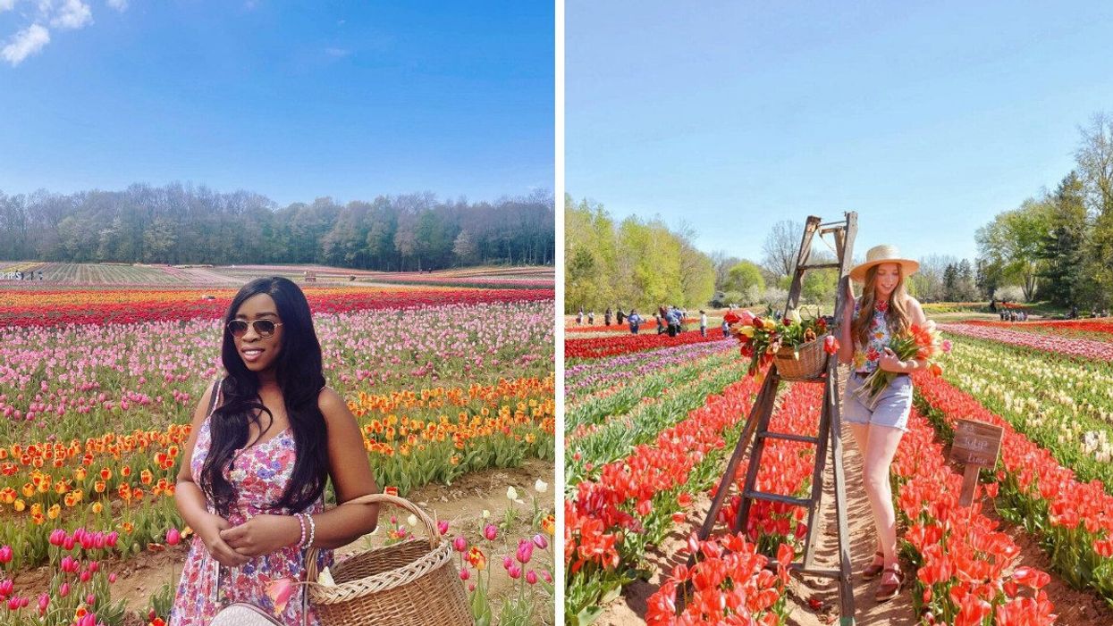 A person standing in a tulip field.