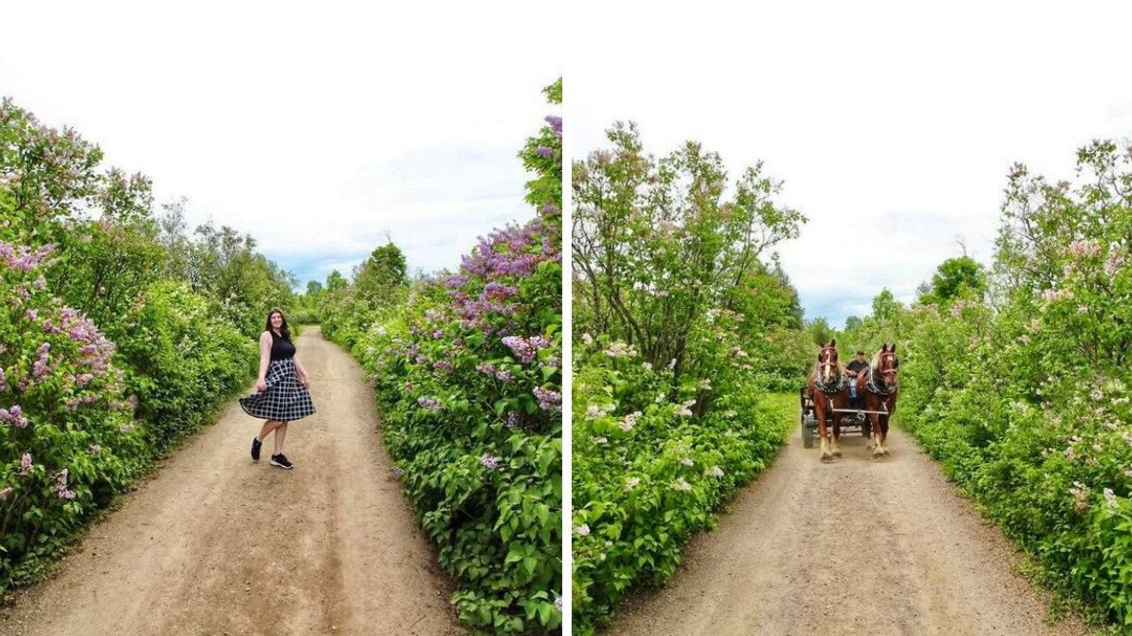 A person standing on a pathway lined with lilacs. Right: A horse-drawn wagon surrounded by lilacs.