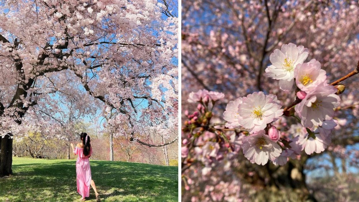 A person standing under a cherry blossom tree. Right: Cherry blossoms.