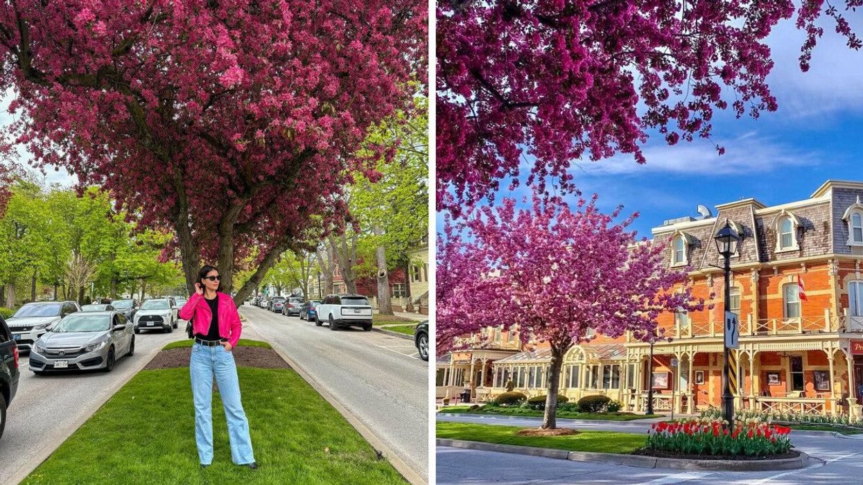 A person standing under a pink blossom tree. Right: A historic building with blossoms.
