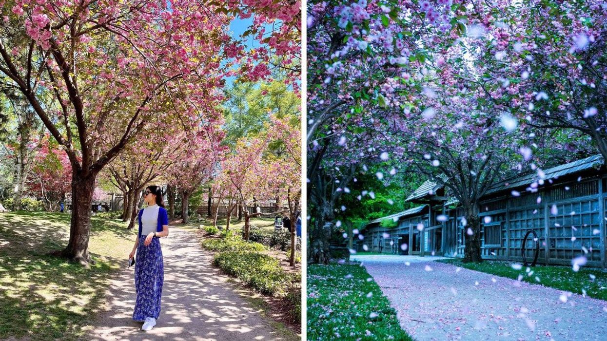 A person standing under cherry blossom trees. Right: Cherry blossom trees along a path.