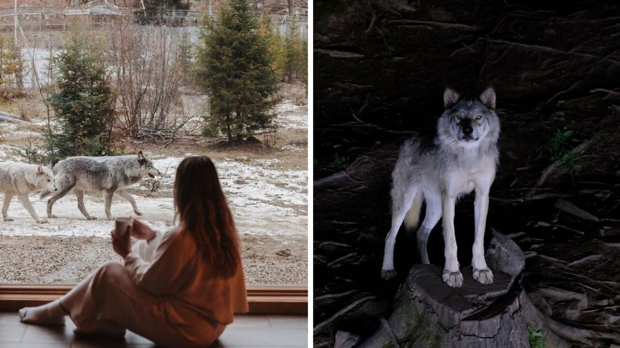 A person views wolves from a cabin at Parc Omega. Right: A grey wolf at Parc Omega.