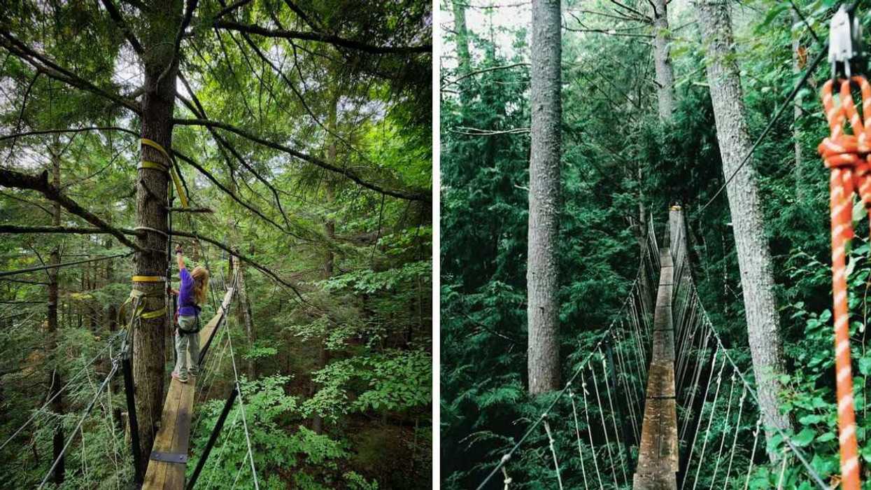 A person walking on a canopy boardwalk. Right: A canopy boardwalk in the trees.