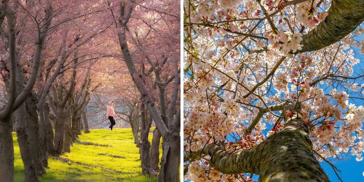 Toronto has an ‘alternative to High Park’ and it’s a cherry blossom oasis with over 100 trees, Life in canada Toronto has an ‘alternative to High Park’ and it’s a cherry blossom oasis with over 100 trees, Life in canada
