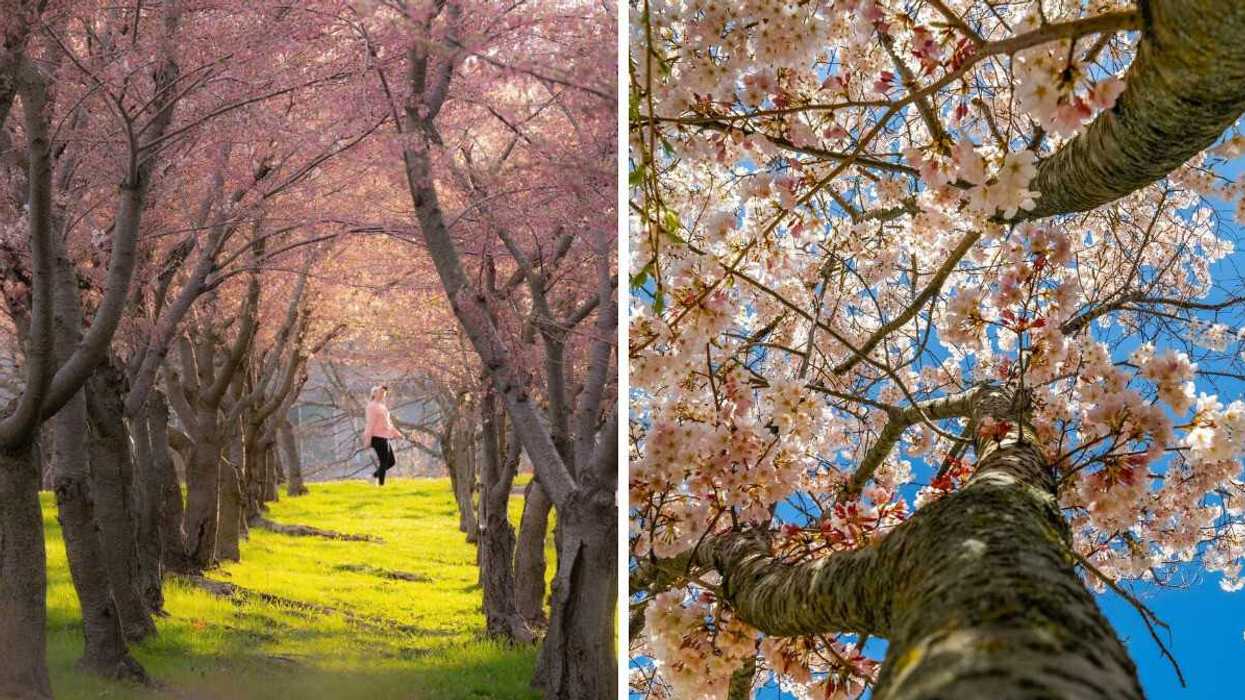 A person walking past cherry blossom trees. Right: Cherry blossom trees.