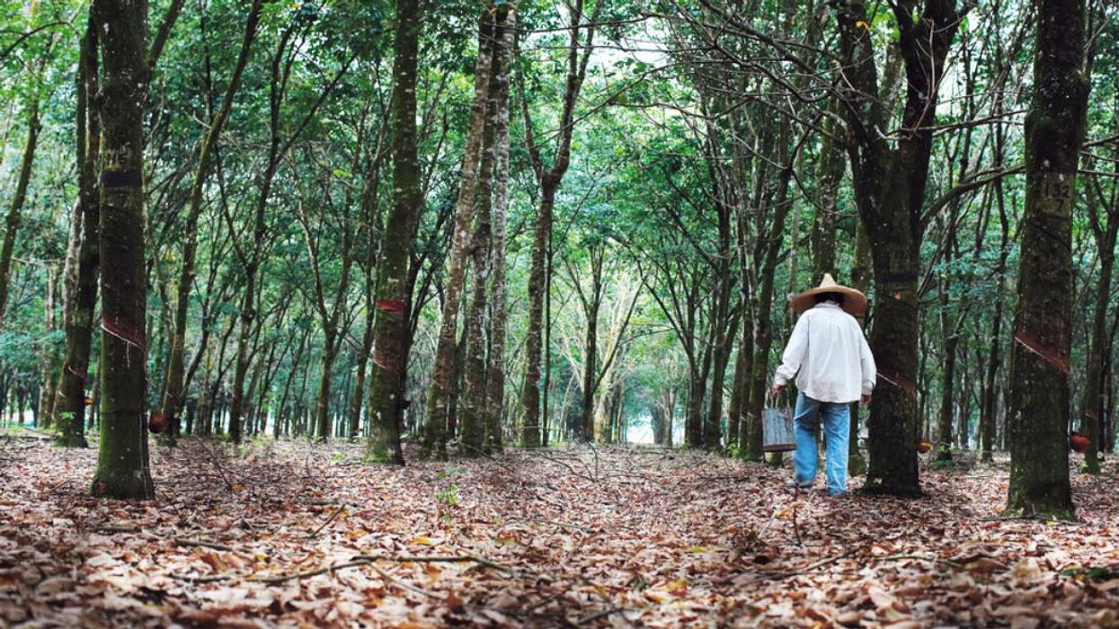 A person walking through a rubber plantation in Indonesia.