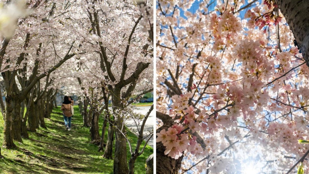 A person walking through cherry blossoms. Right: Cherry blossoms.