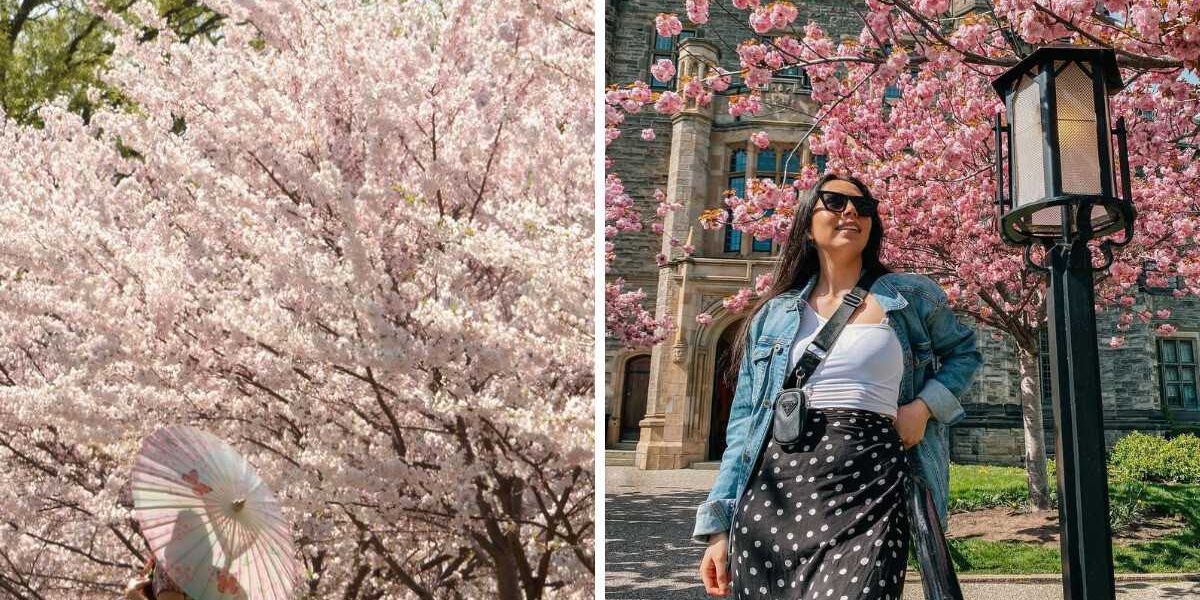 This Ontario spot is one of the best places to see cherry blossoms in Canada this spring, Life in canada This Ontario spot is one of the best places to see cherry blossoms in Canada this spring, Life in canada