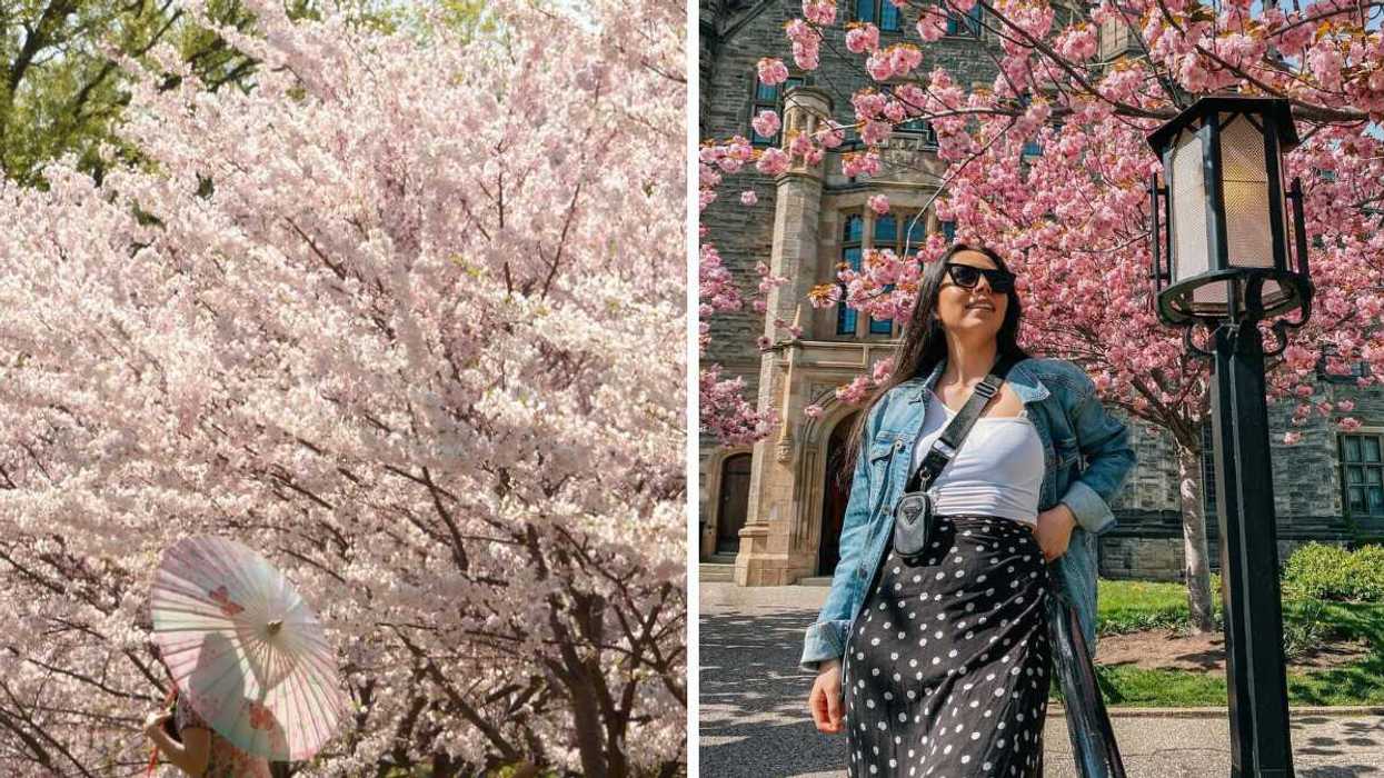 A person with a parasol walking by cherry blossoms. Right: A person standing by a church with cherry blossoms.