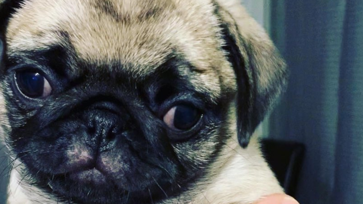 A photograph of the missing pug puppy.