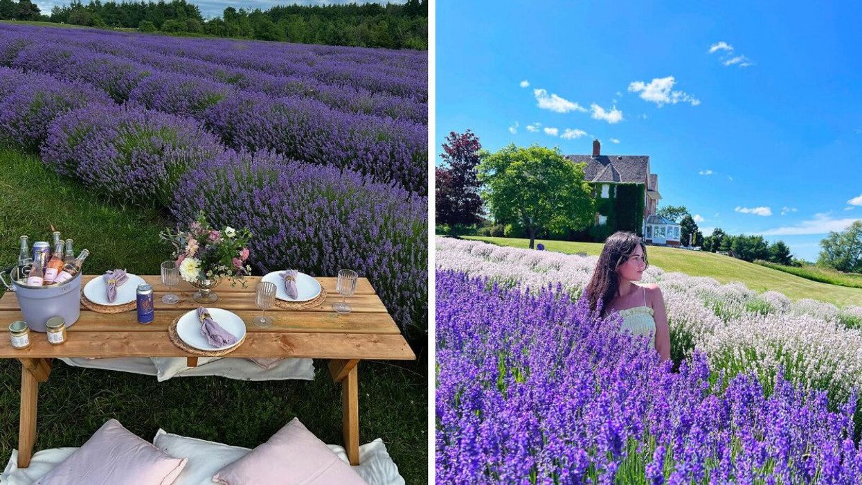 A picnic table in a lavender field. Right: A person in a lavender field.