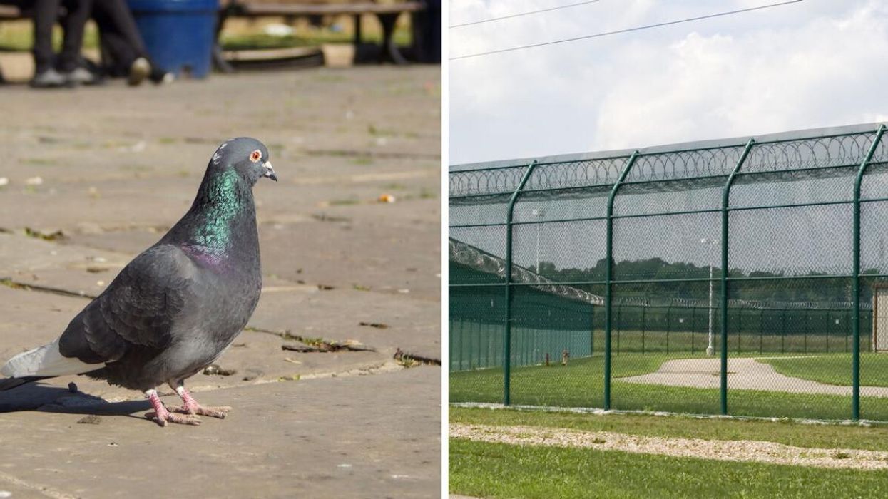 A Pigeon. Right: A prison yard.