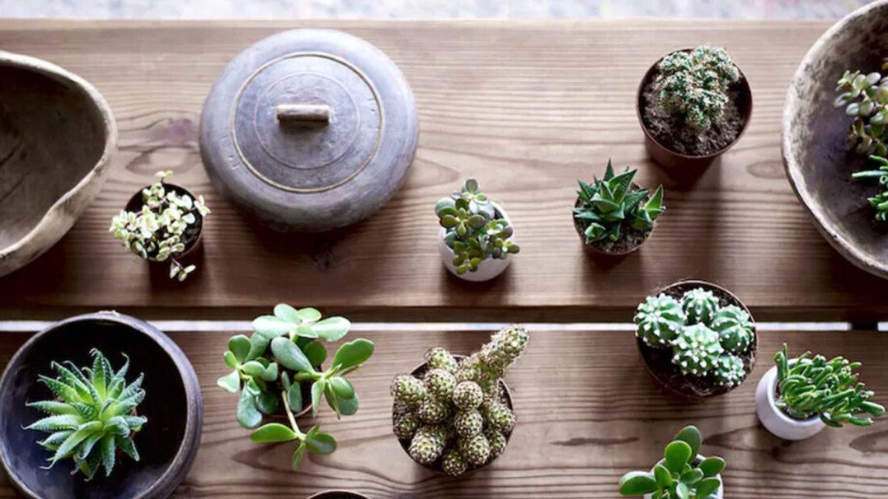 A plant jungle indoors.