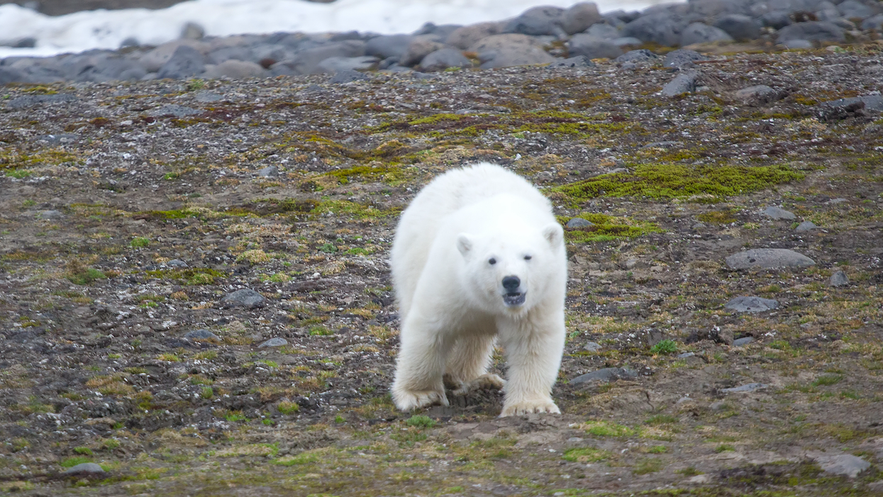A polar bear on land.