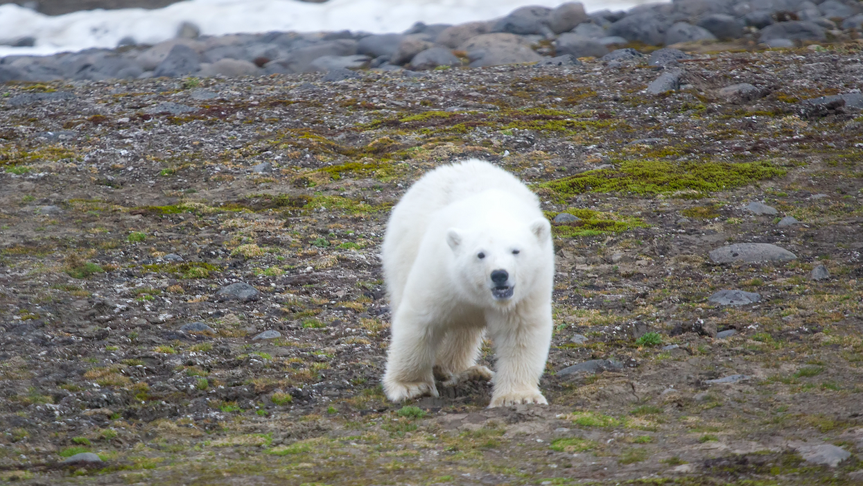 A polar bear on land.