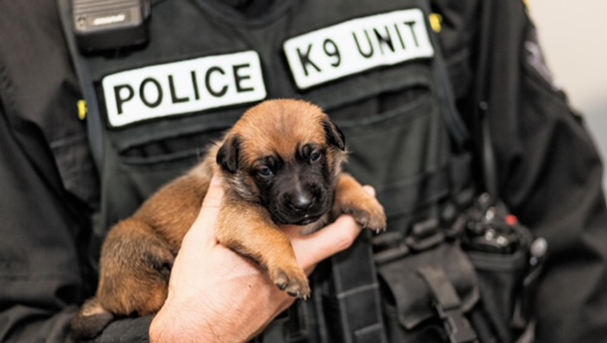 A police officer holding the tiny puppy in their hands.