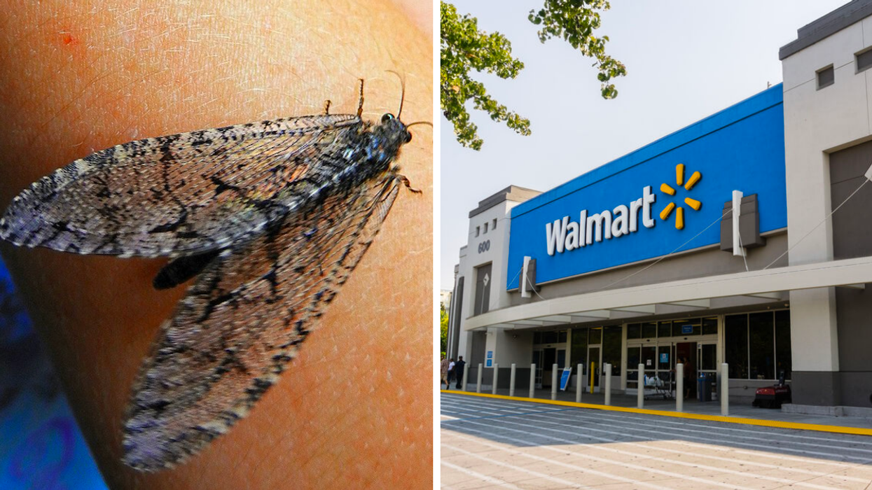 A Polystoechotes punctata on an arm. Right: The exterior of a Walmart store.