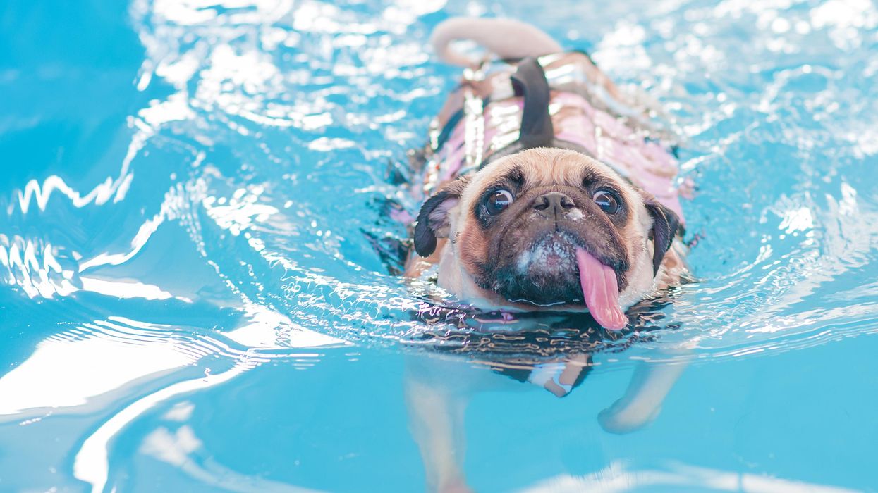A pug paddling in a swimming pool.