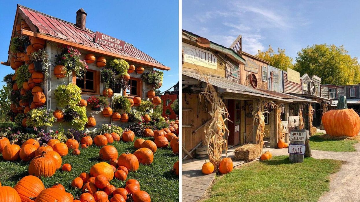A pumpkin farm.