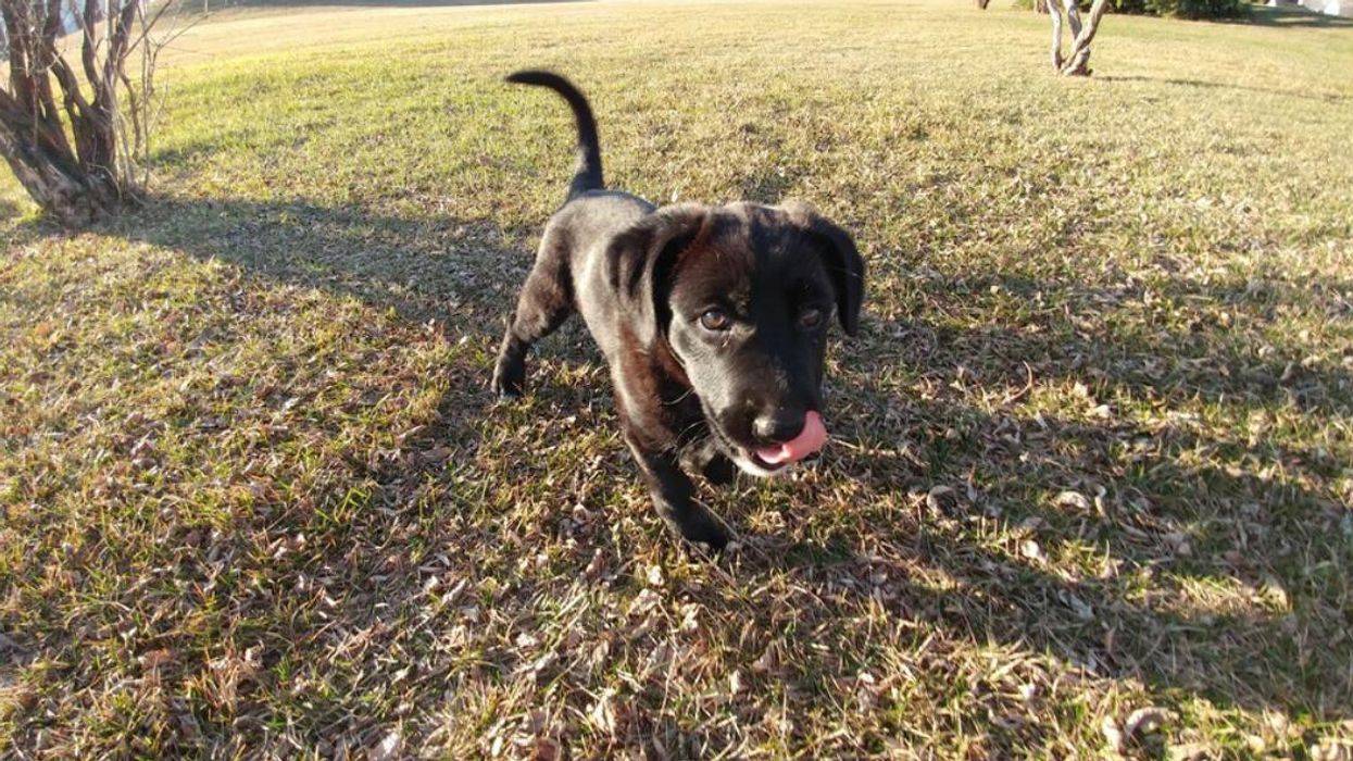 A puppy on a grassy lawn.
