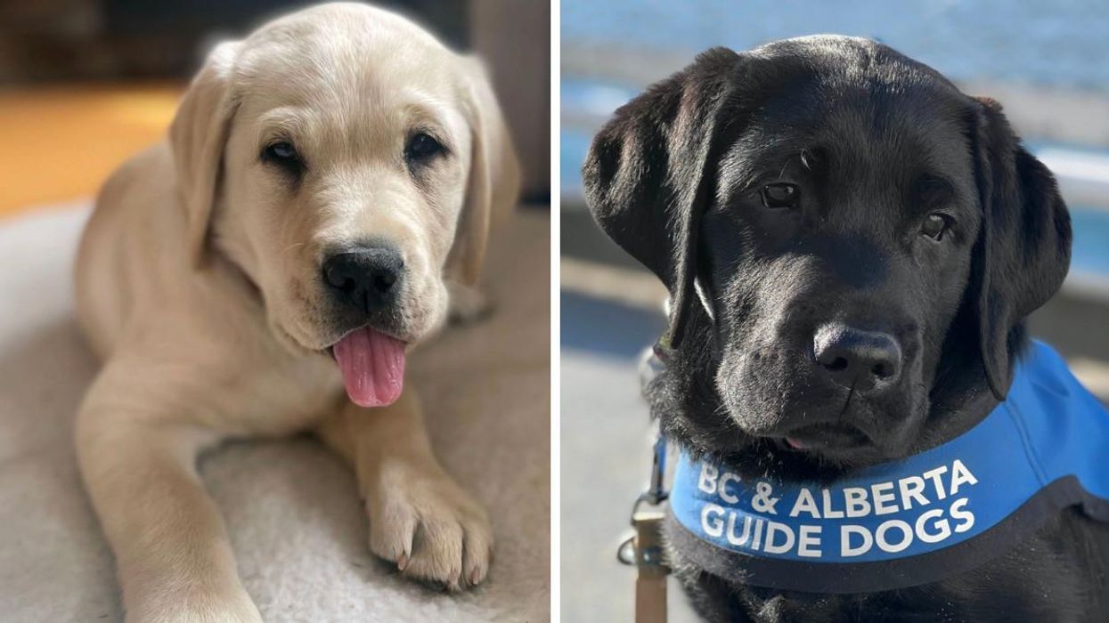 A puppy with its tongue out. Right: A dog with a BC & Alberta Guide Dogs harness.