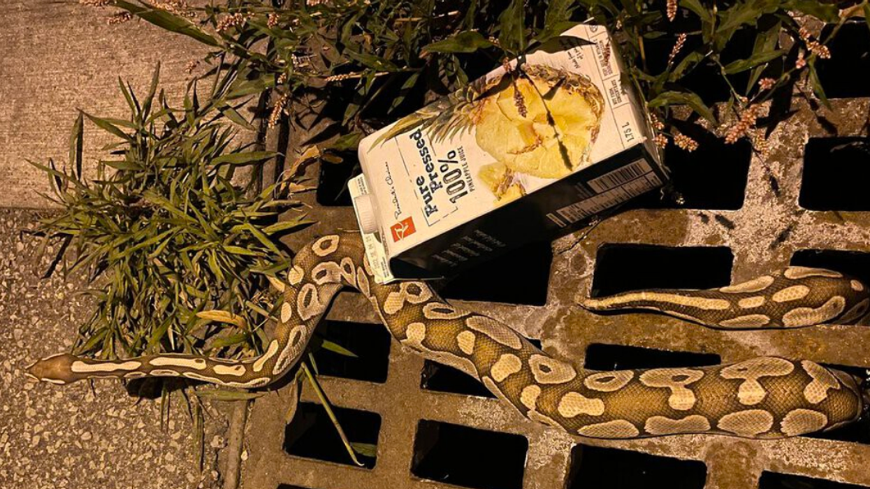 A python snake in a Markham street.