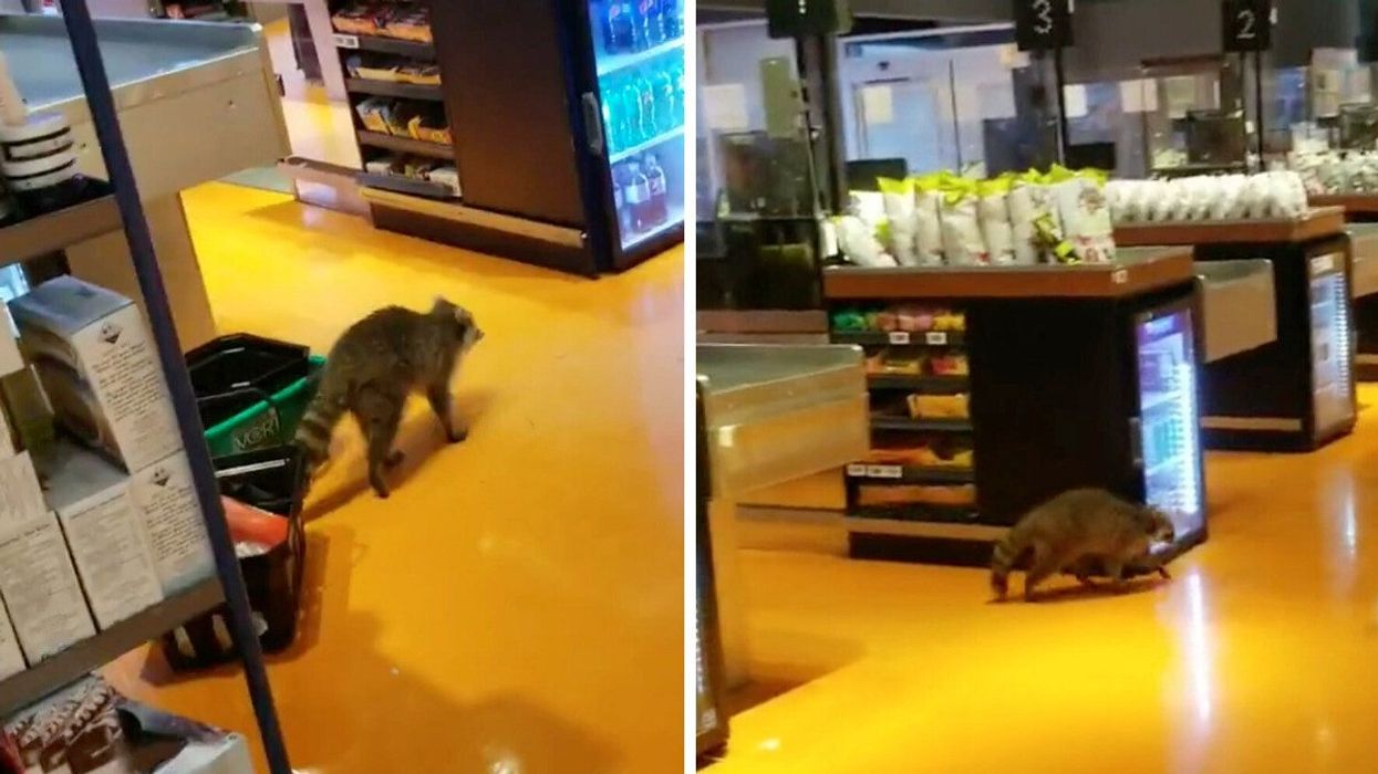 A raccoon spotted inside of a Toronto Loblaws location.